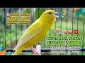 Download Lagu Masteran Kenari PAUD \u0026 Pancingan Kenari MACET BUNYI‼️ Terapi AMPUH Bikin Kenari GACOR (Episode 01)