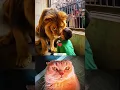 Download Lagu I had fun with the lion 😺 #cat #bombastic #popular #shorts