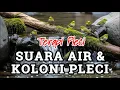 Download Lagu Terapi Burung PLeci koloni ombyokan - kombinasi suara air mengalir