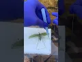 Preserving a katydid