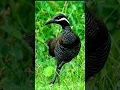 Download Lagu TIKLING CALL SOUND EFFECT | BARRED RAIL #soundeffects #trend #short #viral