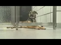 SPCA currently not accepting new dogs to their shelter