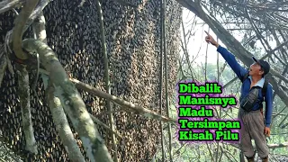 Download Kisah Lengkap Pahit,Perih,Dan Pilu Dibalik Manisnya Madu #lebah#madu#hutan#alam#maduhutan#panenmadu MP3