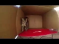 Download Lagu Gato dançando capoeira.