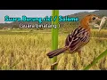 Download Lagu Suara Burung Cici/ Salome (suara binatang )