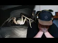 I Nearly Quit Giant Spider Horror