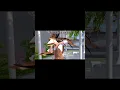 Lagu Salah saya apa ya kak? (Heksa Hazel) #ayanocchi #sakuraschoolsimulator #dramasakura