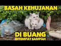 Download Lagu BASAH KEHUJANAN ANAK KUCING DIBUANG DEKAT SAMPAH