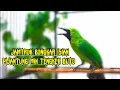 Download Lagu JAMTROK EMOSI Nembak PIJANTUNG Mix TENGKEK Buto- Cucak Ijo Bongkar Isian Kasar