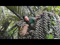 Download Lagu Harvest wild fruits and watermelons to sell at the market, survive on your own, survival farm