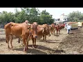 Download Lagu आजचा परभणी खंडोबा बैल बाजार | दि:21/08/2025 | Akash Suryawanshi Vlogs