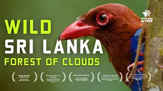 Sri Lanka Up Close - The Wildlife Hidden in the Mountains | 4K Nature Documentary