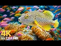 Download Lagu Dive Into Underwater 4K - Stunning Coral Reef Fish, Colorful Marine Life \u0026 Relaxing Ocean Sounds