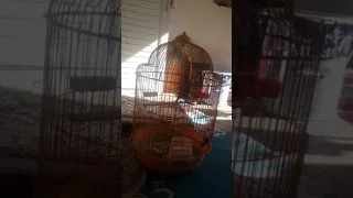 كنار المغرب 