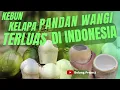 Lagu WOW!!! KELAPA PANDAN WANGI TERLUAS DI INDONESIA - LOKASINYA DI SUMATERA UTARA