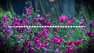 أنشودة يا صاحب الهم المنشد محمد عباس 