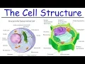 Biology - Intro to Cell Structure