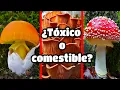 How to RECOGNIZE 5 species of EDIBLE MUSHROOMS in less than 5 minutes