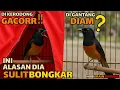 Lagu Gacor di Rumah, Diam di Gantangan?! Ini Alasan Murai Sulit Bongkar !