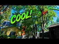 Tree Removal Like You ve Never Seen It