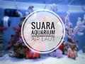 Download Lagu Suara Gemercik Aquarium Air Laut Beserta keindahannya | Relaksasi Pengantar tidur