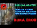 Lagu Suara Manyar Gacor Isian Kenari Lovebird Gacor Buka Ekor COCOK BUAT MASTERAN