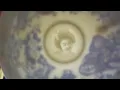Amazing Japanese Tea Cup