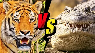 harimau vs buaya siapa yang sebenarnya menang