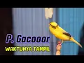 Download Lagu Bikin Merinding! Suara Kenari Ini Bikin Burung Lain Diam Semua!?