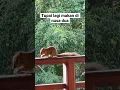 Download Lagu Tupai sedang makan di salahsatu hotel di nusa dua bali #squirrel #tupai #bali #shorts