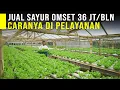 Petani Muda Jual Sayur Hidroponik 60Kg/Hari Dengan Strategi Pelayanan