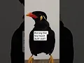 Download Lagu Suara Burung Beo Siul Genit SUIT SUIT #shorts #beo