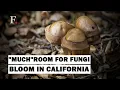 California s Once-in-a-generation shroom Boom Piques Interest F Earth