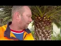 Phoenix Palm Tree Removal Quote in Mornington