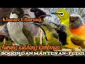 Download Lagu SUARA PIKAT BURUNG KUTILANG KOMBINASI SOGON DAN MANTENAN+PLECI..