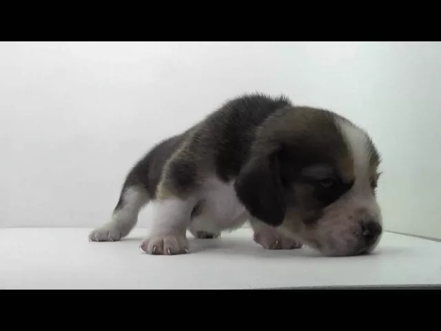 動画