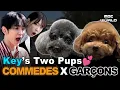 [Sub] Life as Key’s Dogs 🐾 | Commedes \u0026 Garçons Fun Time #ILiveAlone #Key #Puppy