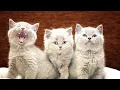 What Does It Mean When You Dream About Kittens Spiritual Meaning Dream Interpretation