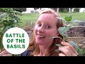 Difference between Regular Basil and Holy Basil
