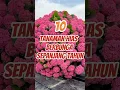 Lagu 10 Tanaman Hias yang Berbunga Sepanjang Tahun