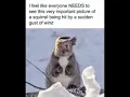 Funny cute animals from pinterest