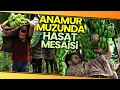 Download Lagu Türkiye'de Yenen Her İki Muzdan Biri Anamur'dan
