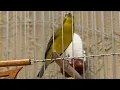 Download Lagu Green singer mule singing - Canario de Mozambique - My green finch - Serinus Mozambicus - Training