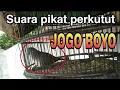 Bunyi Perkutut JOGO BOYO, Lumayan Suaranya