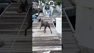 #fyp #dream #youtube #pets #doberman