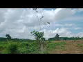 mikat burung pake MP3 burung ribut# malah dapat cendet macan