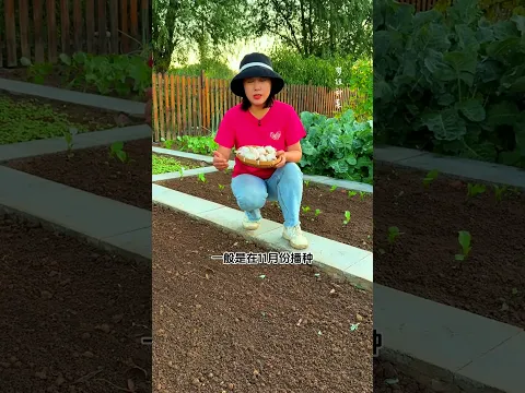 This video explains clearly when and how to plant garlic  #GarlicPlanting