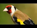 Download Lagu MASTERAN SUARA BURUNG Goldfinch GACOR | chardonneret