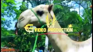 ukhti dida msafara mwema