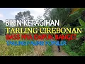 Download Lagu JUARANYA TARLING CIREBONAN || BALUNG JAGUNG|| ENAK DI DENGARKAN 